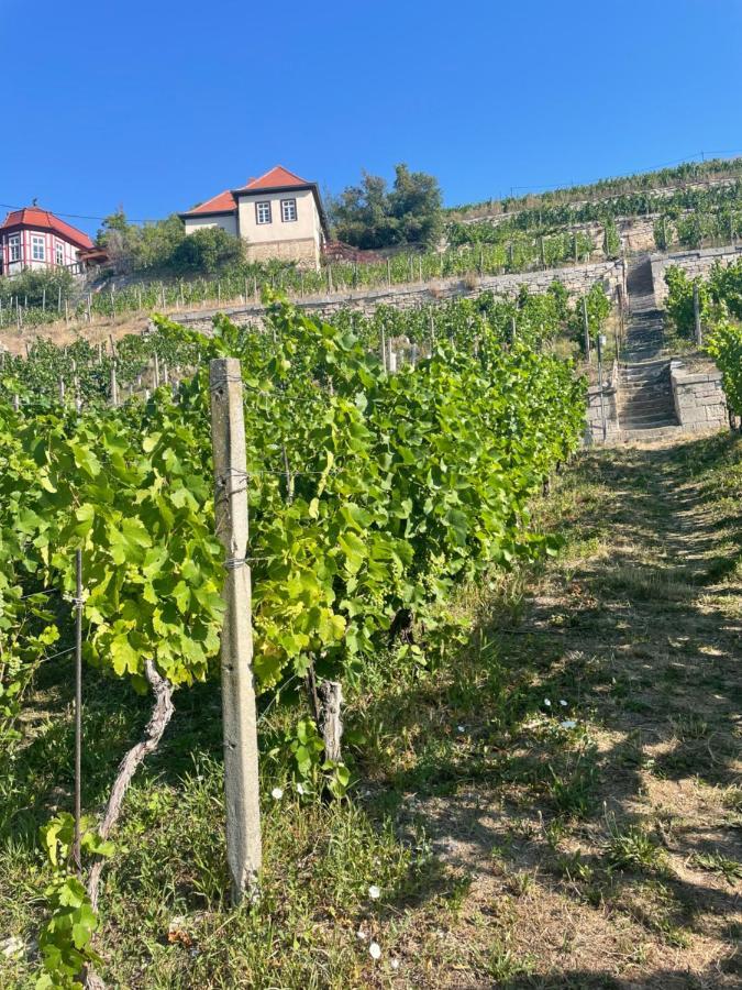 Ferienhaus Traminer Im Weinberg Freyburg Exterior foto